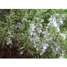 Rapet rozmaring levél (30 g) ML077986-20-7